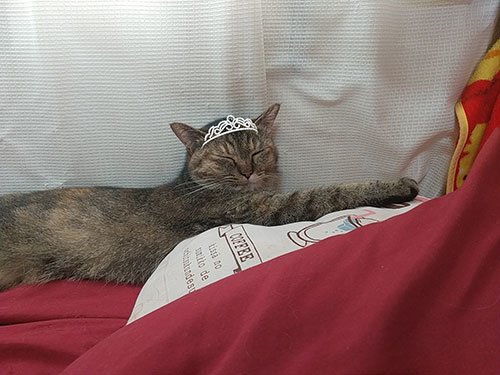 占い師こころのお気に入り写真2